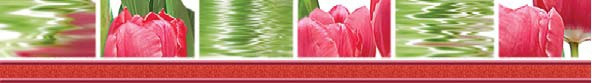 Нефрит-Керамика Бордюр 77-05-47-160-0 Тюльпаны бордо 7х50